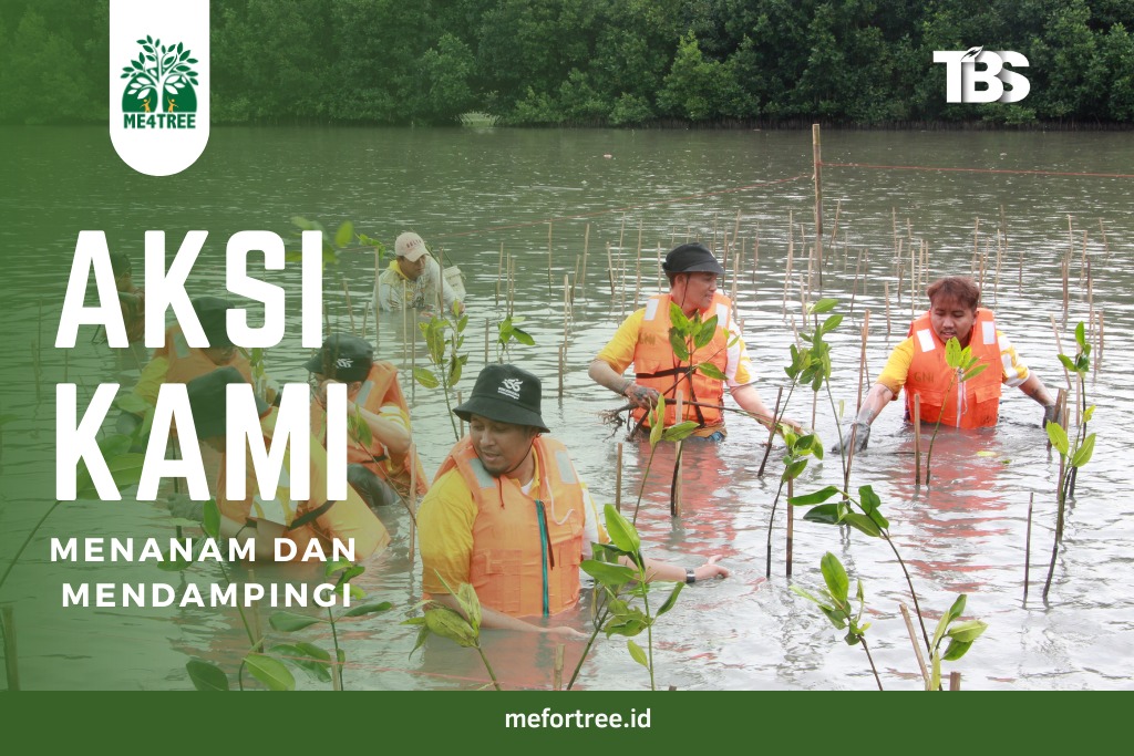 1000 Mangrove untuk Pantai Sederhana